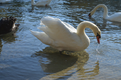 photo 554421