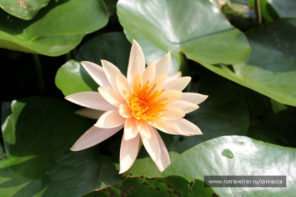 photo 241473