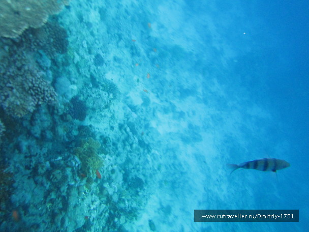 photo 1241268