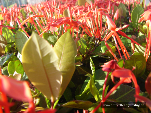 photo 676065