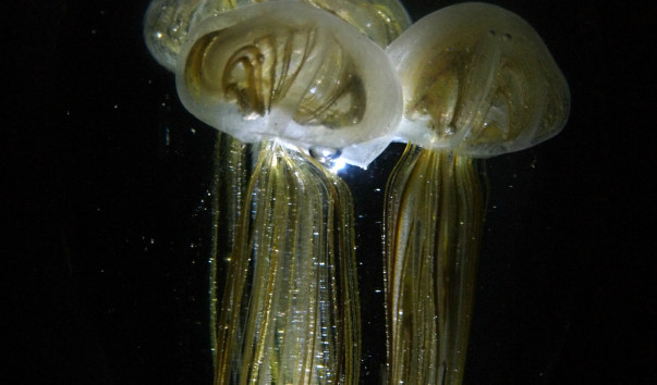 P9179783