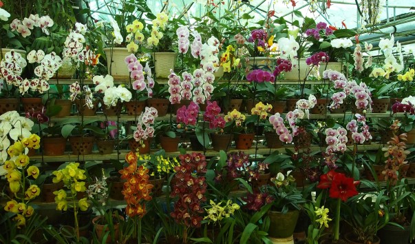 Теплица орхидей в пушкино. Далат Вьетнам достопримечательности сад орхидей. Далат орхидеи. Фаленопсисы Вьетнама. Далат парк цветов.