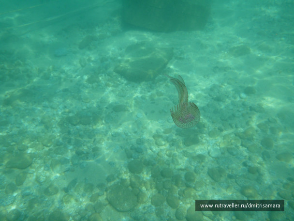photo 517811
