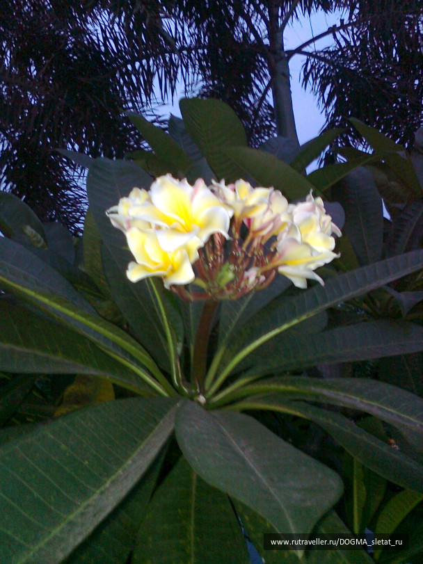 photo 76638