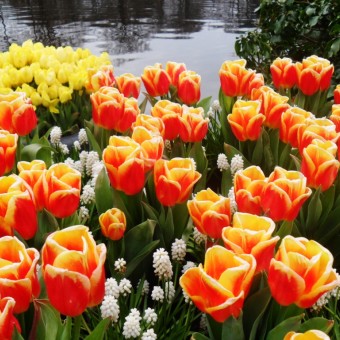 Нидерланды-Королевский парк цветов