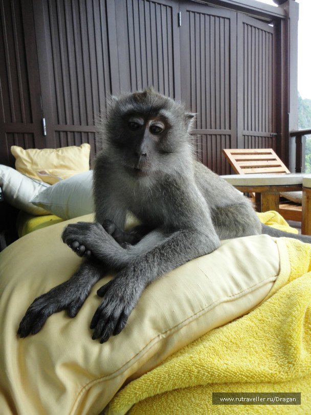 photo 244337