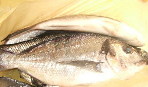 DSCF4277