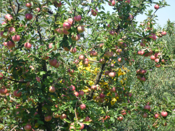 photo 45202