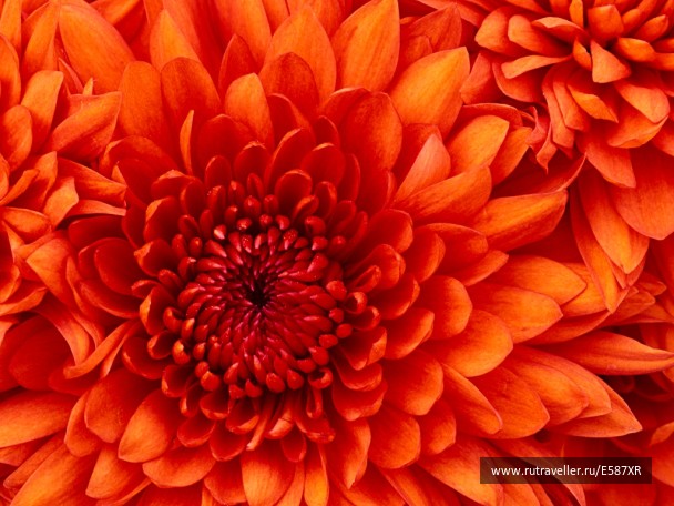 photo 417761