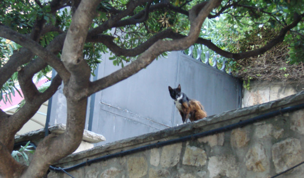 Изображение 278