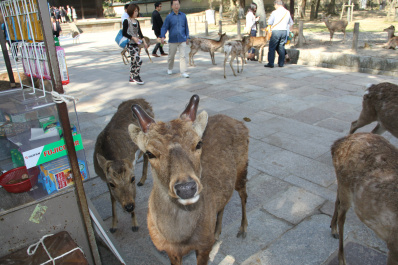 photo 267915