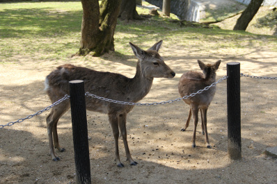 photo 267919