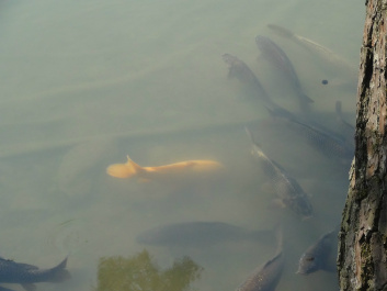 photo 267827