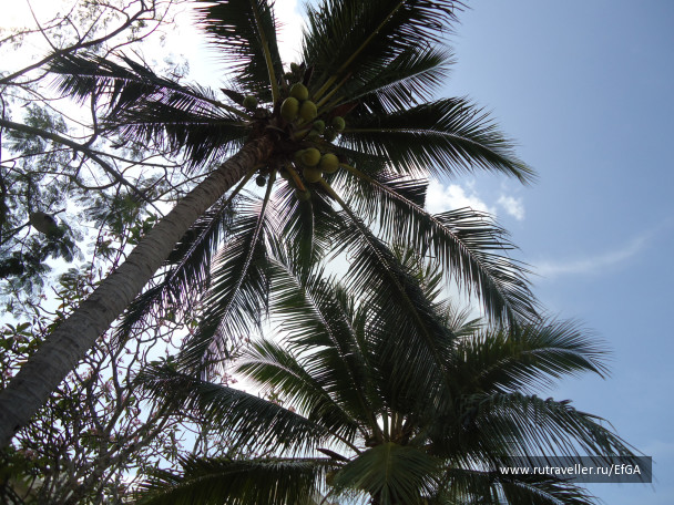 photo 64615