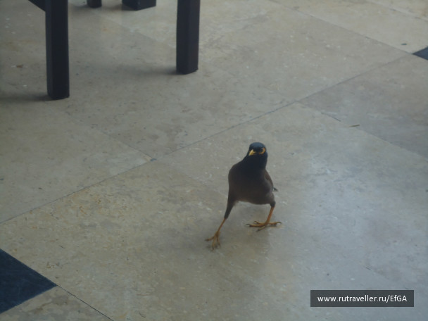 photo 64616