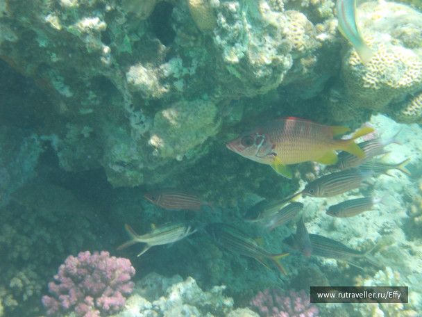 photo 354227