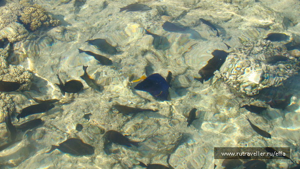 photo 552853