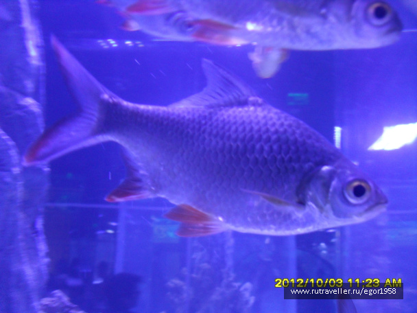 photo 187352