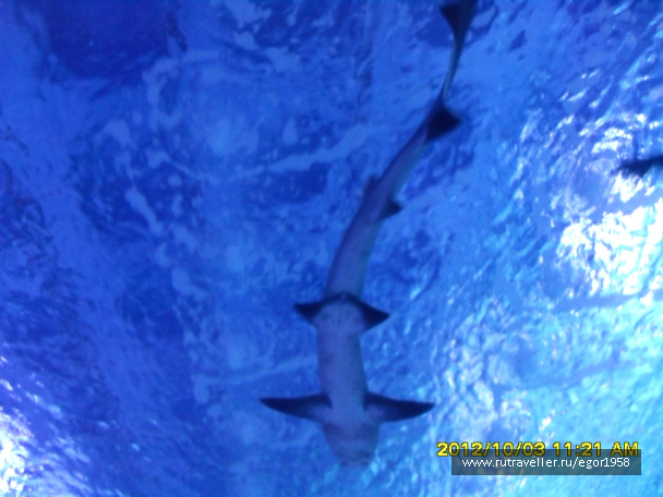 photo 187358