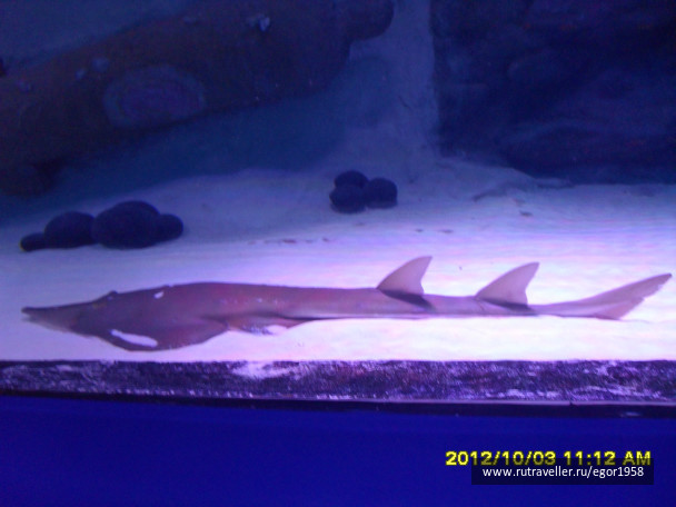 photo 187375