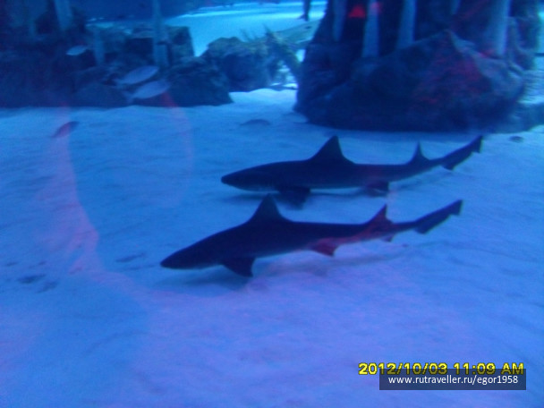 photo 187384