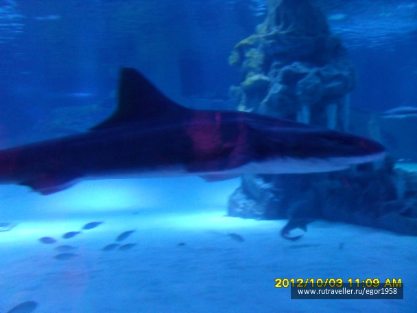 photo 187385