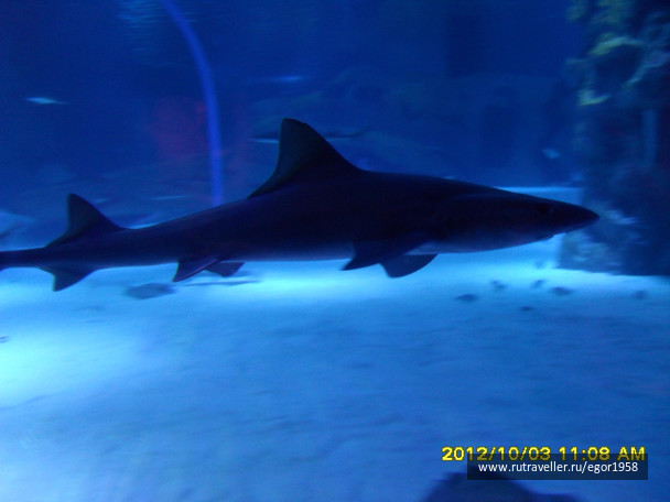photo 187388