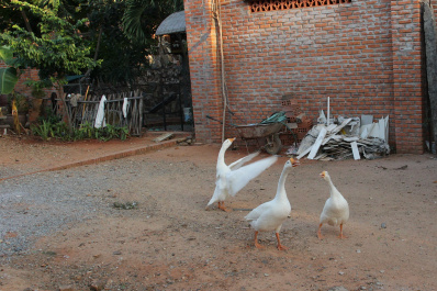photo 293357