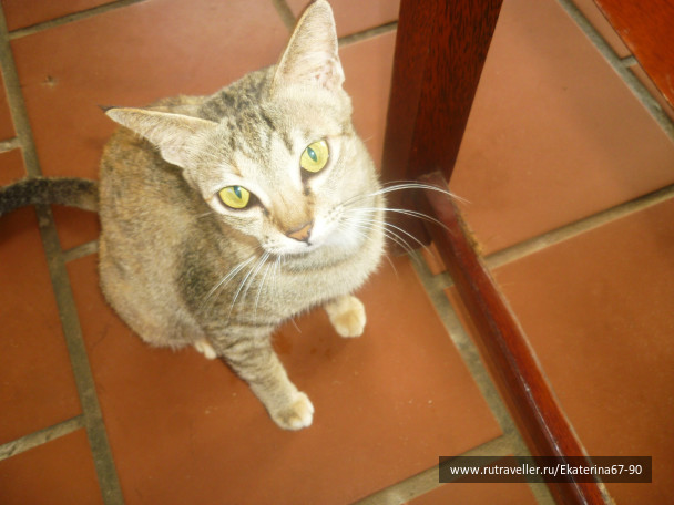 photo 293597