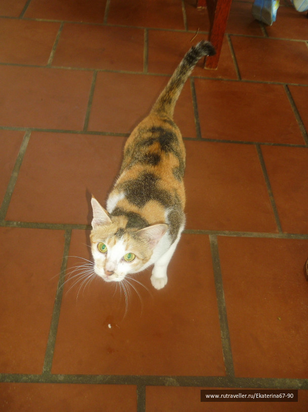 photo 293598