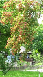 photo 773293