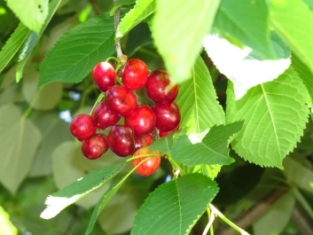 photo 774361