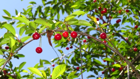 photo 774372