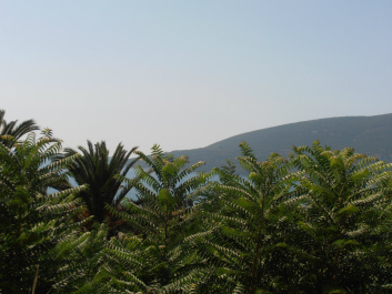 photo 337320