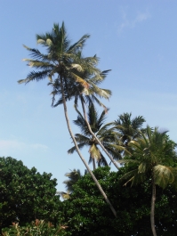photo 794821