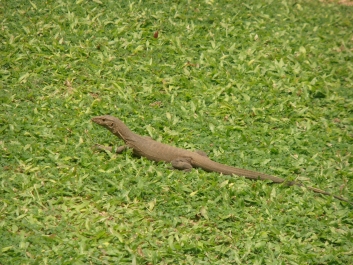 photo 794833