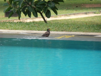 photo 794835