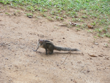 photo 794838