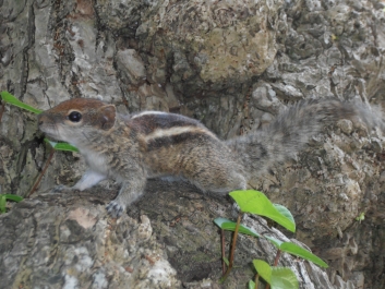 photo 794839