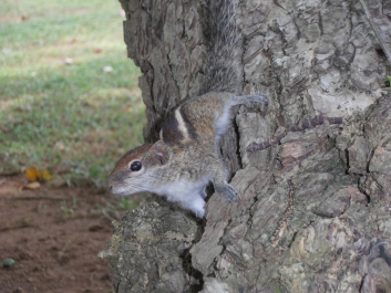 photo 794840