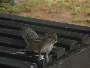 photo 794891