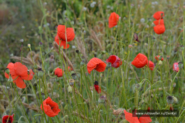 photo 391940