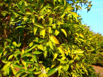 photo 883086