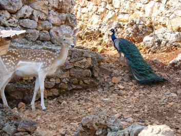 photo 823673