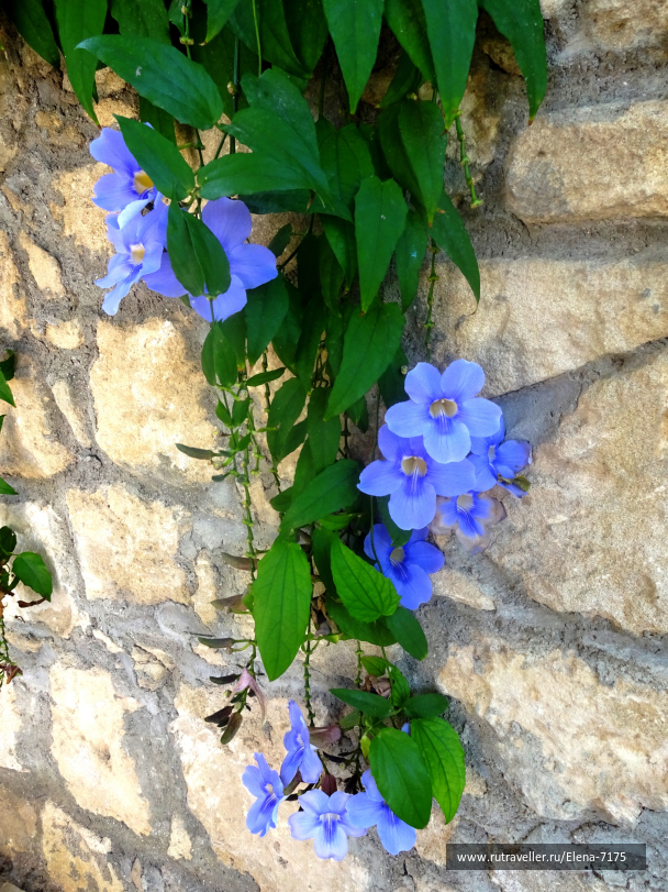 photo 1145296