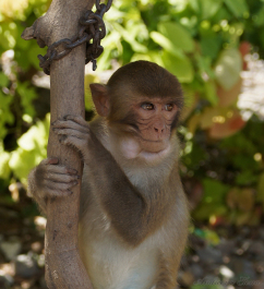 photo 259176