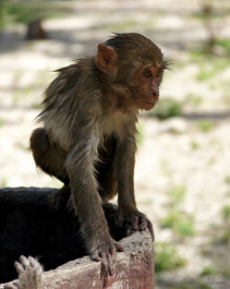 photo 259178