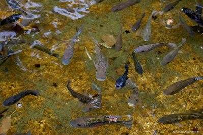 photo 275428