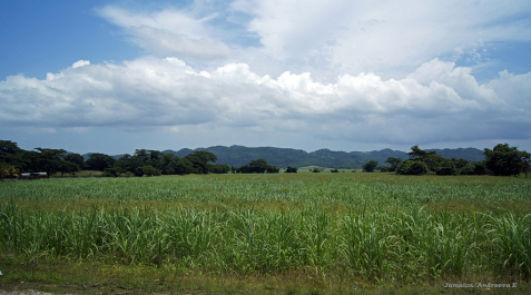 photo 275533