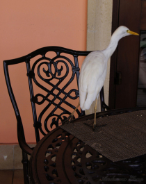 photo 275546